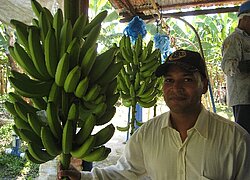 La coopérative bananière Coobamag en Colombie