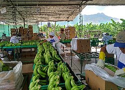 La plantation bananière Agrícola El Cascabel en Pérou