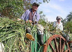 La coopérative sucre Montillo en Paraguay