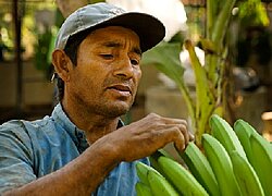 La coopérative bananière APPBOSA en Pérou