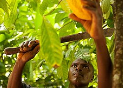 Die Kakao-Kooperative N`Zrama de N`Douci (CANN) von der Elfenbeinküste