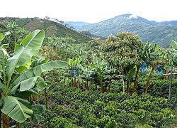 La coopérative du café Caficultores de Salgar en Colombie