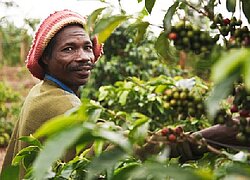 La coopérative de café ACPCU en Ouganda