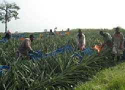La plantation ananas et mangue Bomarts en Ghana