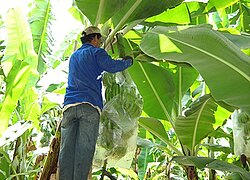 La coopérative bananière Asecoban en Pérou
