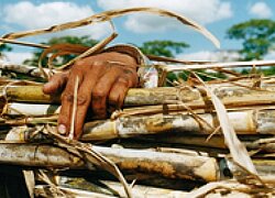 La coopérative du sucre El Arroyense en Paraguay