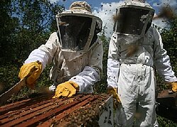 La coopération du miel Pueblo Apicola en Uruguay