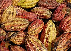 La coopérative du cacao ACOPAGRO en Pérou