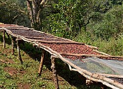 La coopérative du café Kaffa Forest en Éthiopie