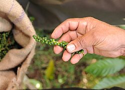 La coopérative de noix et des herbes Fair Trade Alliance Kerala en Inde