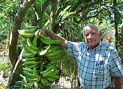 Die Bananen-Plantage Sociedad Agrícola Prieto in Ecuador