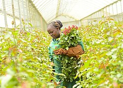 La ferme floricole Branan Flowers en Kenya