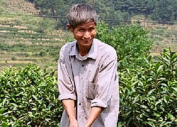La Dazhangshan organic tea farmer association (DOTFA)