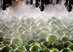 La plantation de limes et de avocats Andrade Sun Farms Agrocomercial en Brésil