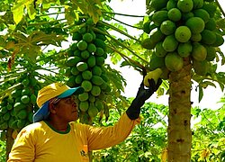 La plantation de papayes et de limes Bello Fruit Importaçâo e Exportaçâo au Brésil