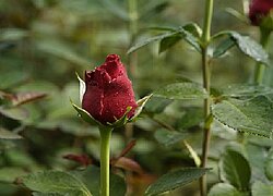 La ferme floricole "Ravine Roses" (Karen Roses) au Kenya