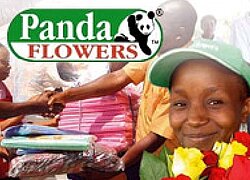 La ferme floricole Panda Flowers en Kenya