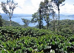 Die Kaffee-Kooperative Cielito Lindo in Honduras