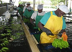 La plantation bananière Agrícola Las Azores S.A.: Finca Los Cedros en Colombie