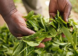 La plantation de thé The United Nilgiri Tea Estates Co. Ltd. d'Inde