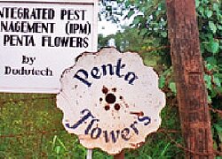 La ferme floricole Penta Flowers en Kenya