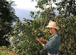 La plantation de limes et de mangues Pritam en Brésil