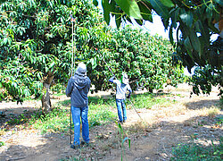 La plantation de mangue Gold Fruit au Brésil