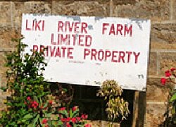 La ferme floricole Liki River en Kenya