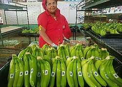 La plantation bananière Coquimba au Nicaragua
