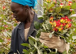 La ferme floricole Aquila en Kenya
