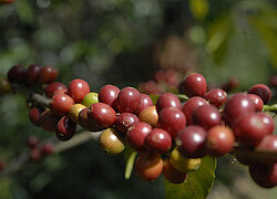 La coopérative de caféiculteurs de Sidama