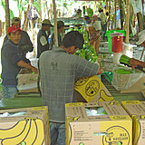 2006_Arbeiter_an_Arbeit_Bananen_Packsatation_Peru.jpg