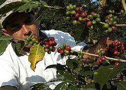 Die Kaffee-Kooperative Majomut aus Mexiko