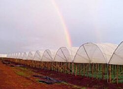 La ferme floricole Longonot Horticulture en Kenya
