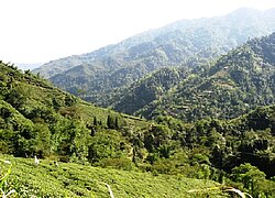 La plantation Tea Promoters India Pvt. Ltd. en Inde
